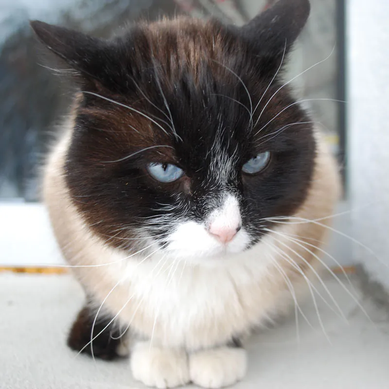 Minno